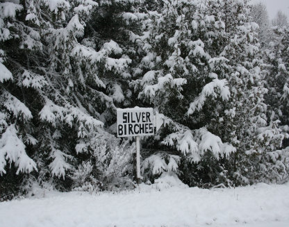 siverbirchesresort006001.jpg