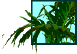 siverbirchesresort006007.gif